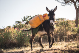 Marcus Werner // Visual Storytelling