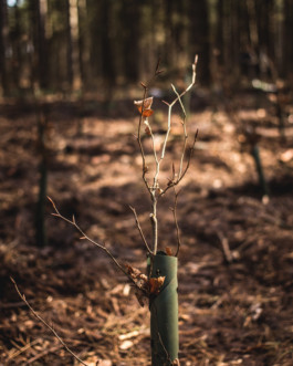 Marcus Werner // Visual Storytelling