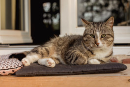 Marcus Werner // Visual Storytelling