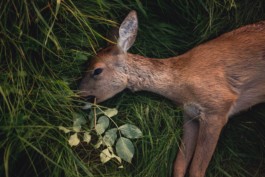 Marcus Werner // Visual Storytelling