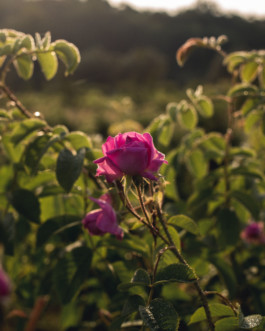 Marcus Werner // Visual Storytelling