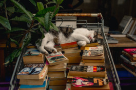 Marcus Werner // Visual Storytelling