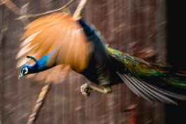 Marcus Werner // Visual Storytelling